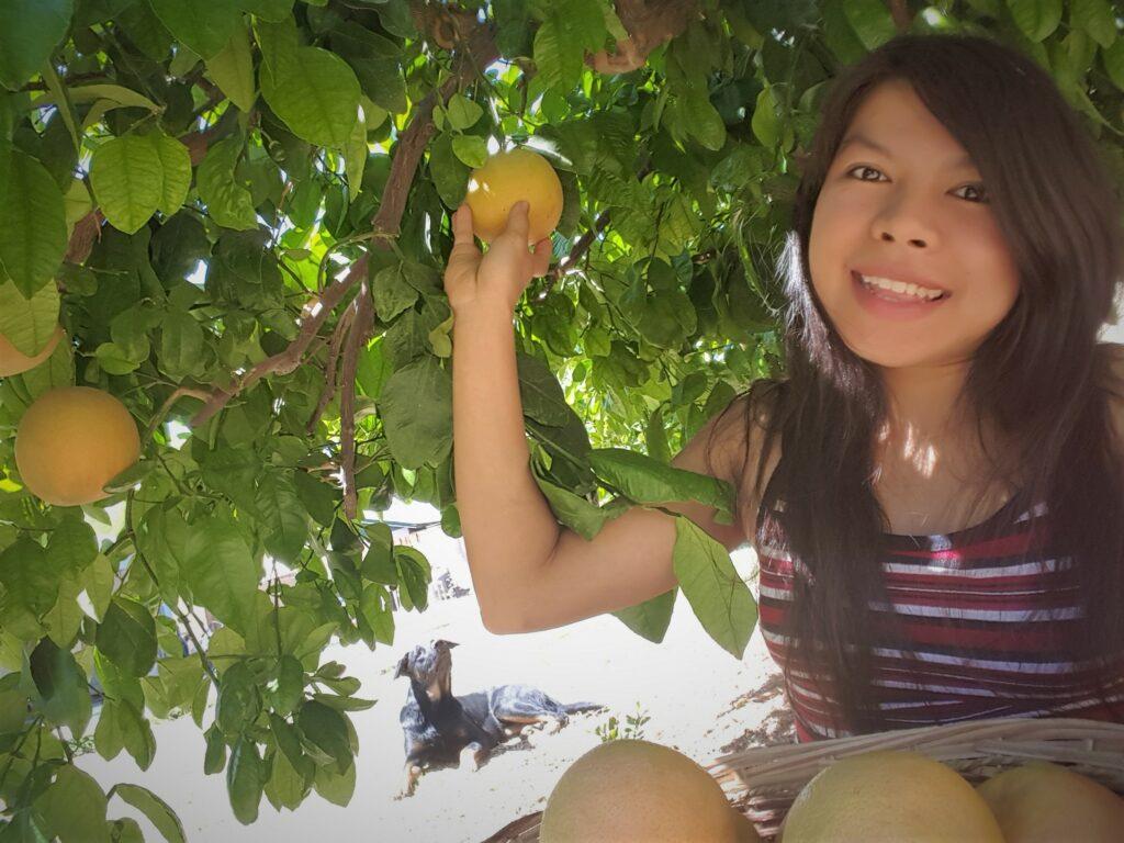 Ferra Spencer is harvesting grape fruits from the garden